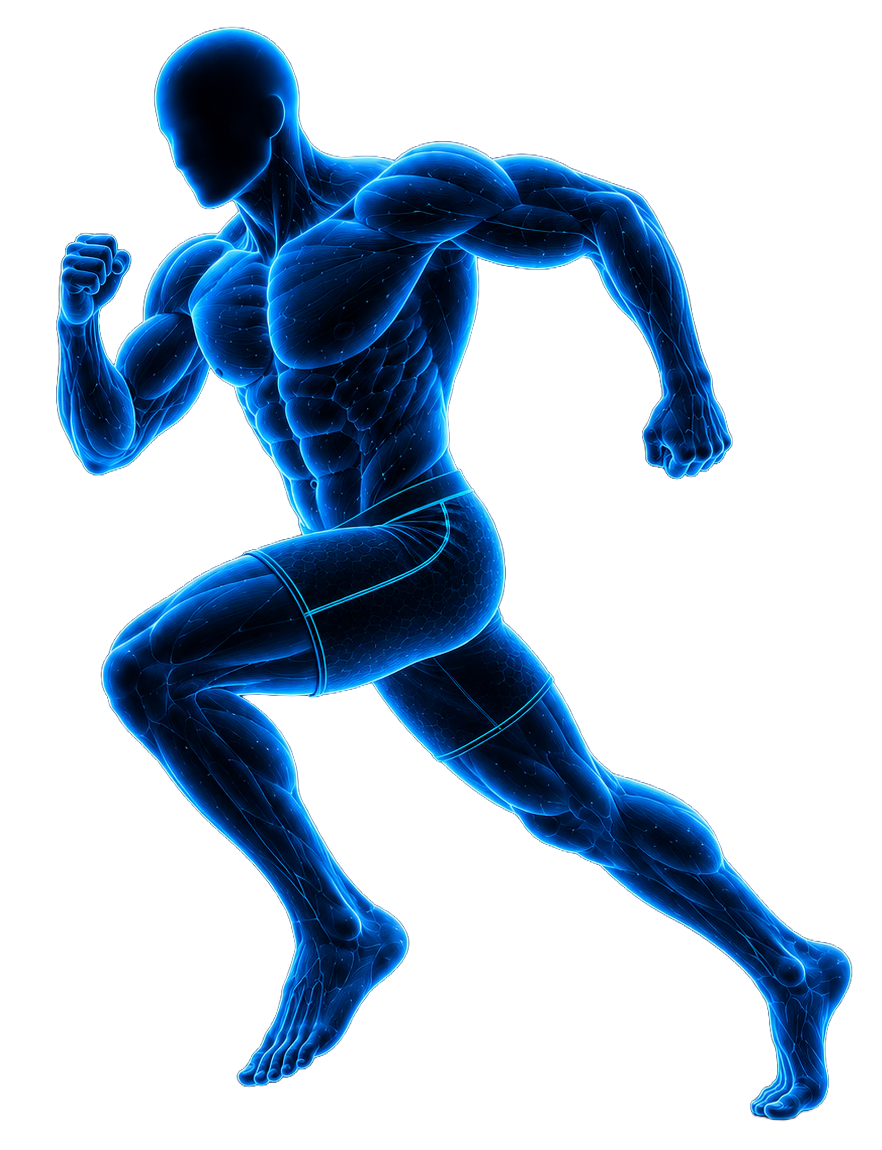 Anatomical figure representing cardio training