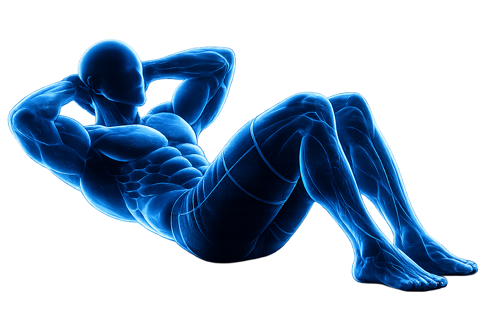 Anatomical figure highlighting core muscle groups