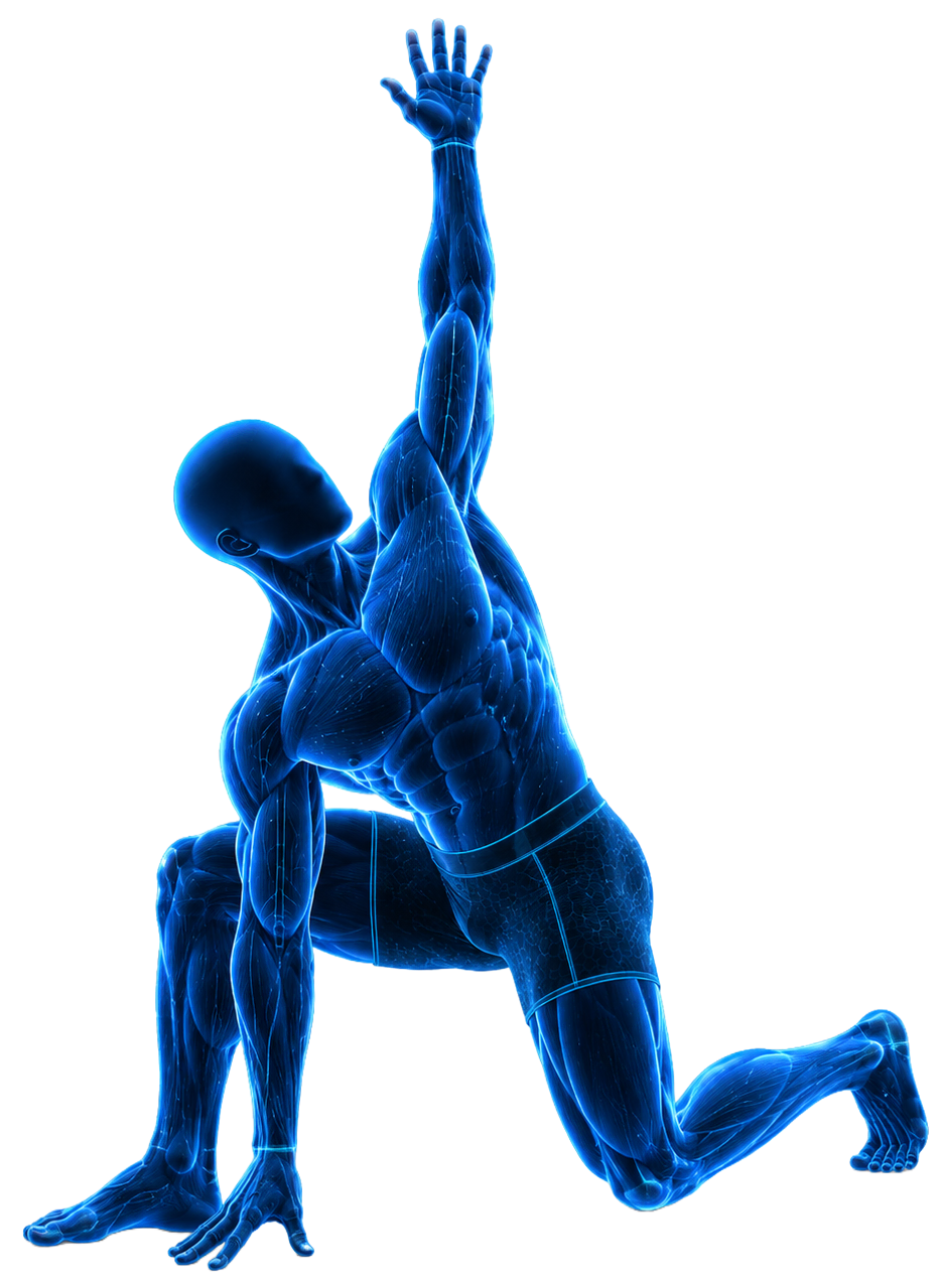 Anatomical figure representing mobility training